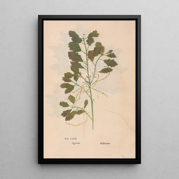 Christian Gottlieb Ludwig - Ectypa vegetabilium Pl069.webp