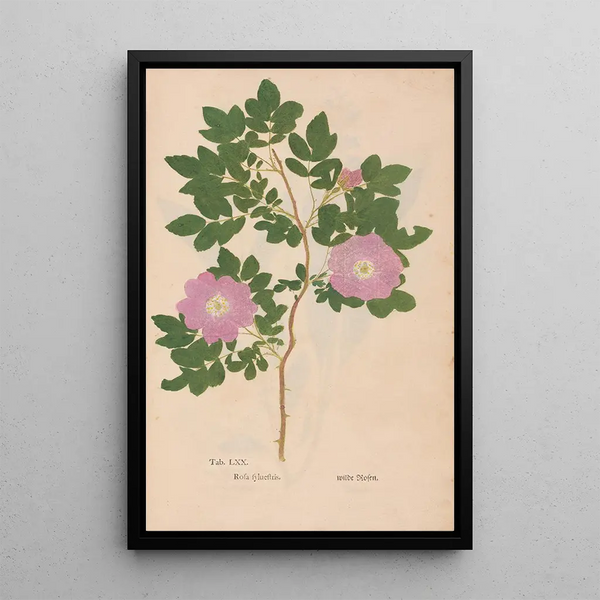 Christian Gottlieb Ludwig - Ectypa vegetabilium Pl070.webp