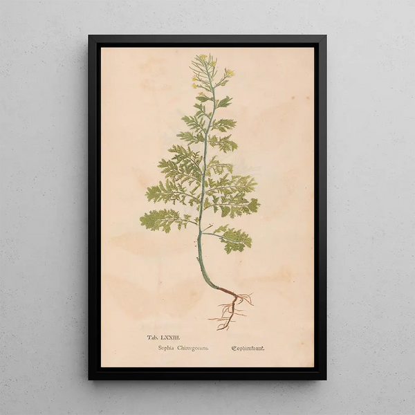 Christian Gottlieb Ludwig - Ectypa vegetabilium Pl073.webp