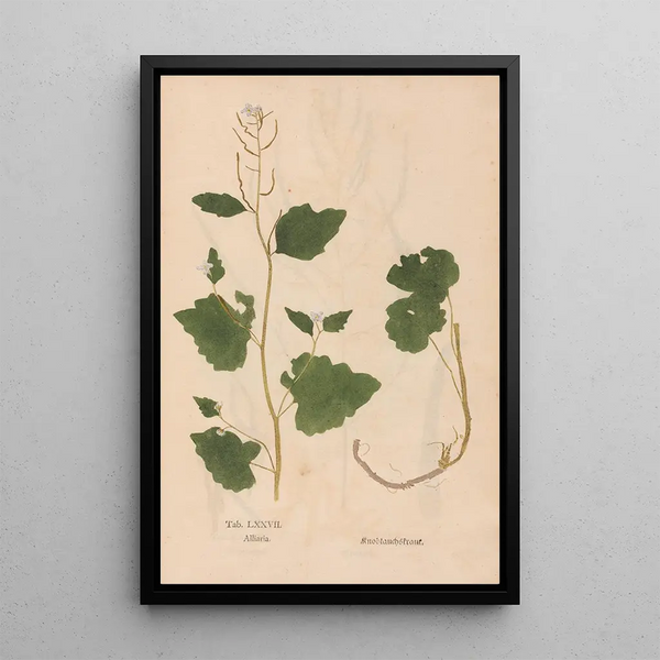 Christian Gottlieb Ludwig - Ectypa vegetabilium Pl077.webp