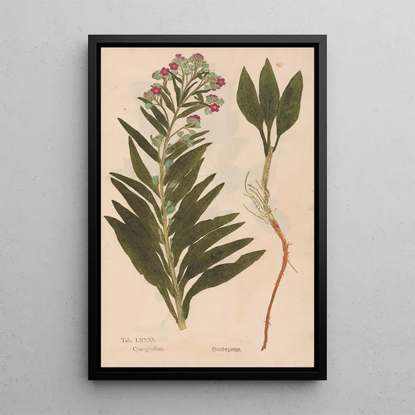Christian Gottlieb Ludwig - Ectypa vegetabilium Pl081.webp