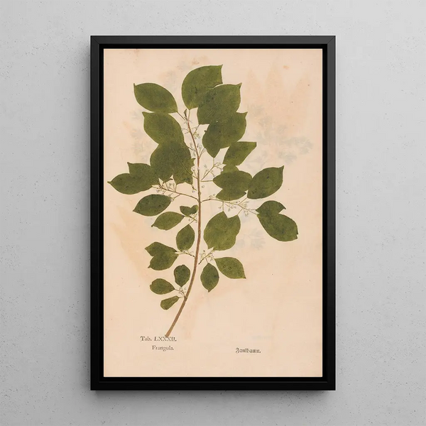 Christian Gottlieb Ludwig - Ectypa vegetabilium Pl082.webp