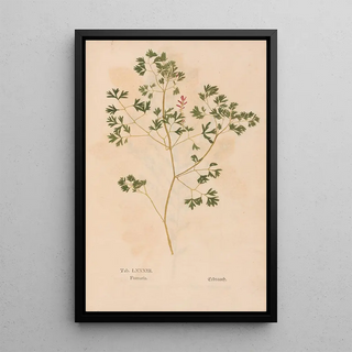 Christian Gottlieb Ludwig - Ectypa vegetabilium Pl083.webp