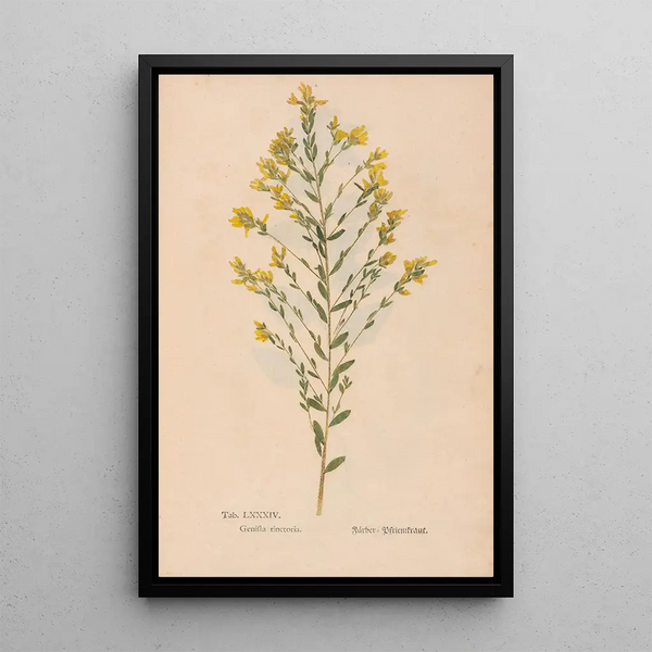 Christian Gottlieb Ludwig - Ectypa vegetabilium Pl084.webp