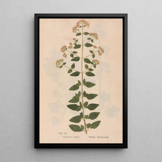 Christian Gottlieb Ludwig - Ectypa vegetabilium Pl090.webp