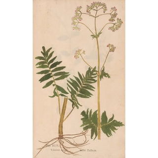 Christian Gottlieb Ludwig - Ectypa vegetabilium Pl099.webp