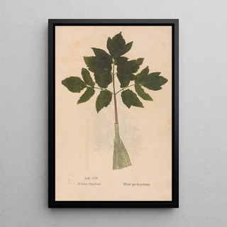 Christian Gottlieb Ludwig - Ectypa vegetabilium Pl103.webp