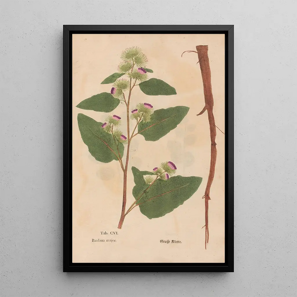 Christian Gottlieb Ludwig - Ectypa vegetabilium Pl106.webp