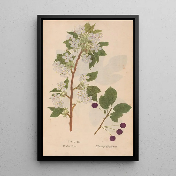 Christian Gottlieb Ludwig - Ectypa vegetabilium Pl108.webp