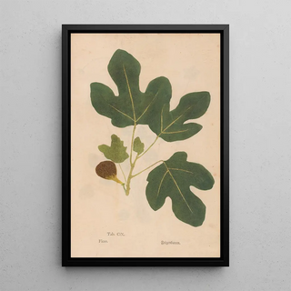 Christian Gottlieb Ludwig - Ectypa vegetabilium Pl109.webp