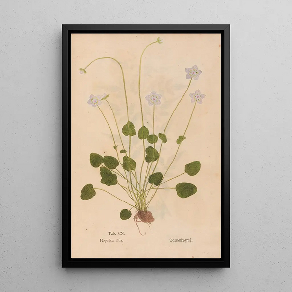 Christian Gottlieb Ludwig - Ectypa vegetabilium Pl110.webp