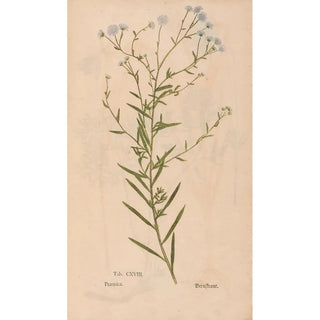 Christian Gottlieb Ludwig - Ectypa vegetabilium Pl118.webp