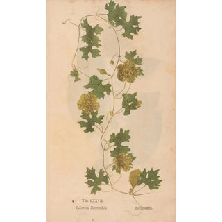 Christian Gottlieb Ludwig - Ectypa vegetabilium Pl127.webp