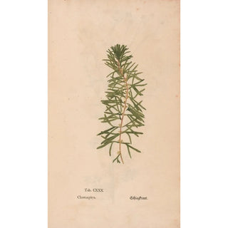 Christian Gottlieb Ludwig - Ectypa vegetabilium Pl130.webp