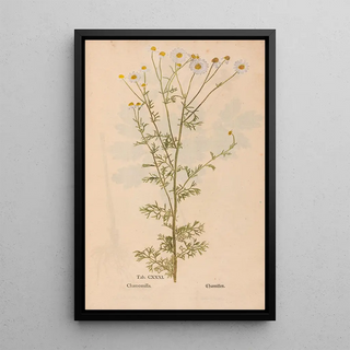 Christian Gottlieb Ludwig - Ectypa vegetabilium Pl131.webp