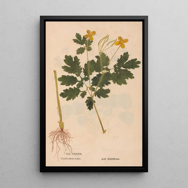 Reproductie van het schilderij Ectypa vegetabilium Pl132 - Christian Gottlieb Ludwig