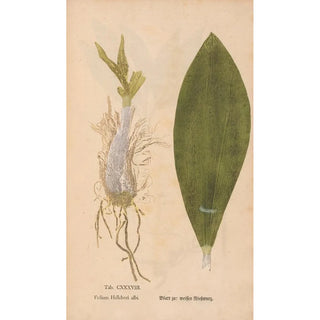 Christian Gottlieb Ludwig - Ectypa vegetabilium Pl138.webp