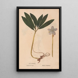 Christian Gottlieb Ludwig - Ectypa vegetabilium Pl139.webp