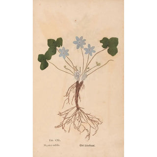 Christian Gottlieb Ludwig - Ectypa vegetabilium Pl140.webp