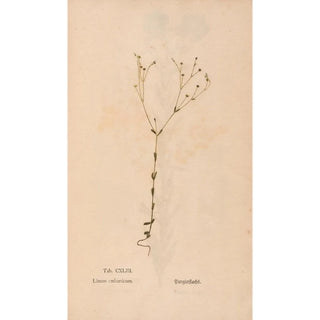 Christian Gottlieb Ludwig - Ectypa vegetabilium Pl143.webp