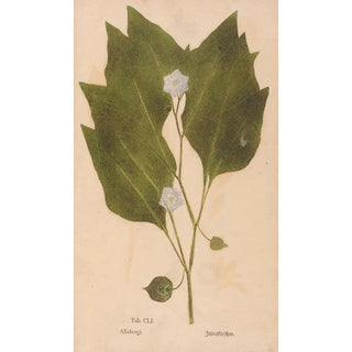 Christian Gottlieb Ludwig - Ectypa vegetabilium Pl151.webp