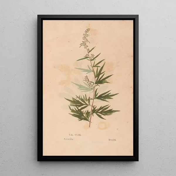 Christian Gottlieb Ludwig - Ectypa vegetabilium Pl153.webp