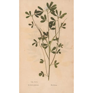 Christian Gottlieb Ludwig - Ectypa vegetabilium Pl160.webp