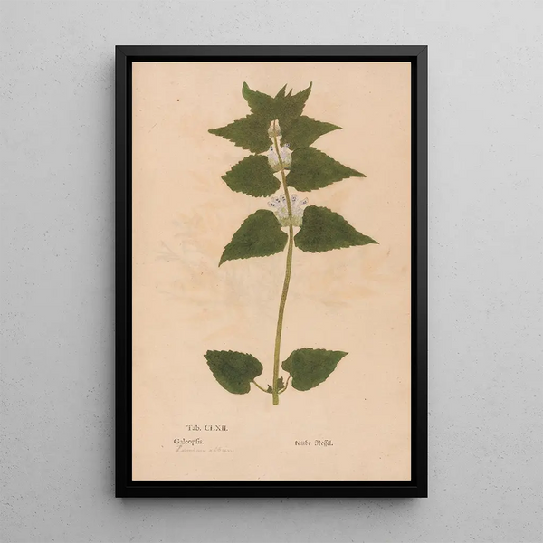 Christian Gottlieb Ludwig - Ectypa vegetabilium Pl162.webp