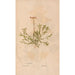 Ectypa vegetabilium Pl163 - Christian Gottlieb Ludwig — weergave van het kunstwerk