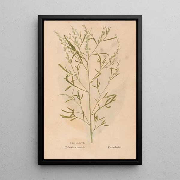 Christian Gottlieb Ludwig - Ectypa vegetabilium Pl166.webp