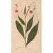 Reproductie van het schilderij Ectypa vegetabilium Pl167 - Christian Gottlieb Ludwig