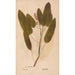 Ectypa vegetabilium Pl168 - Christian Gottlieb Ludwig — weergave van het kunstwerk