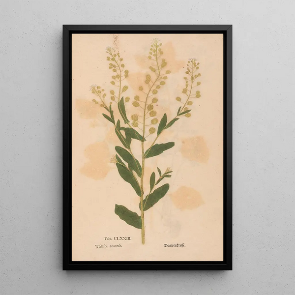 Christian Gottlieb Ludwig - Ectypa vegetabilium Pl173.webp