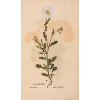 Christian Gottlieb Ludwig - Ectypa vegetabilium Pl183.webp