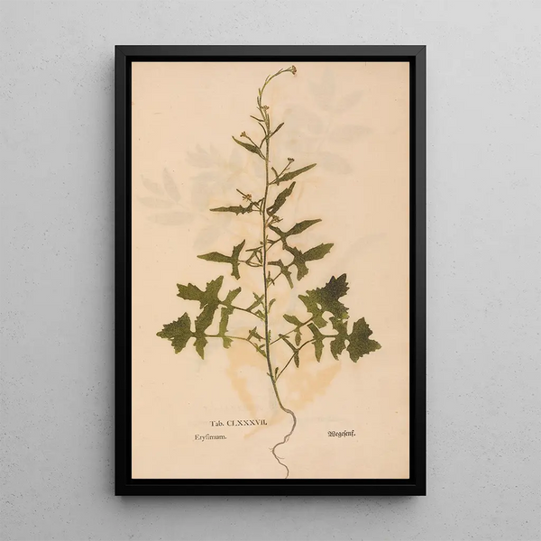 Reproductie van het schilderij Ectypa vegetabilium Pl187 - Christian Gottlieb Ludwig