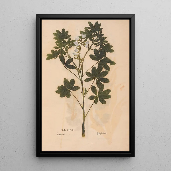 Reproductie van het schilderij Ectypa vegetabilium Pl191 - Christian Gottlieb Ludwig