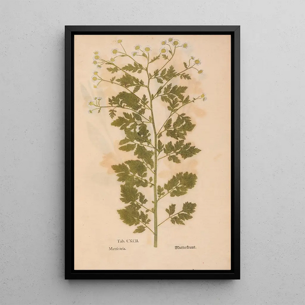 Ectypa vegetabilium Pl192 - Christian Gottlieb Ludwig — ingelijst kunstwerk aan de muur