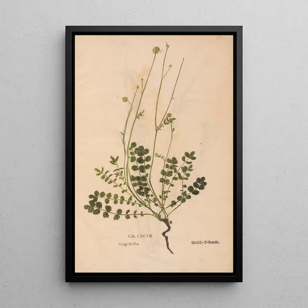 Ectypa vegetabilium Pl197 - Christian Gottlieb Ludwig — ingelijst kunstwerk aan de muur