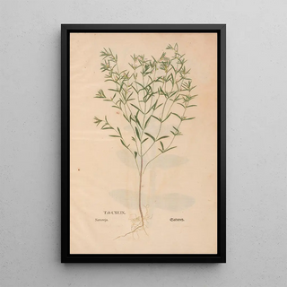 Christian Gottlieb Ludwig - Ectypa vegetabilium Pl199.webp