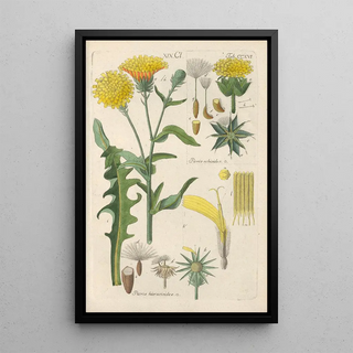 Christian Schkuhr - Botanisches Handbuch Pl04.webp