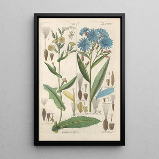 Christian Schkuhr - Botanisches Handbuch Pl05.webp