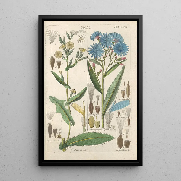 Christian Schkuhr - Botanisches Handbuch Pl05.webp