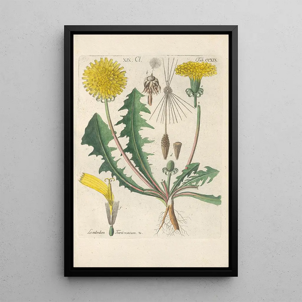 Christian Schkuhr - Botanisches Handbuch Pl07.webp
