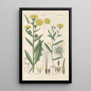 Christian Schkuhr - Botanisches Handbuch Pl11.webp