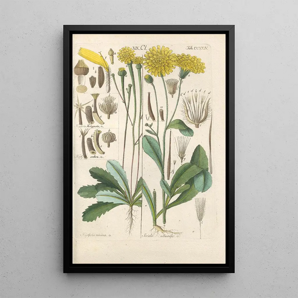 Christian Schkuhr - Botanisches Handbuch Pl12.webp