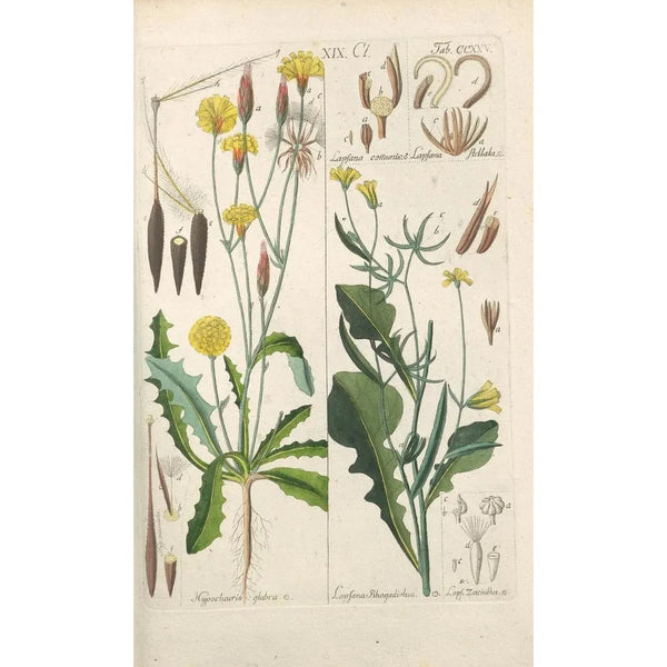 Christian Schkuhr - Botanisches Handbuch Pl13.webp