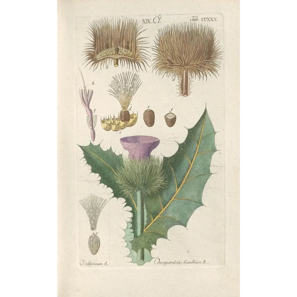 Christian Schkuhr - Botanisches Handbuch Pl18.webp