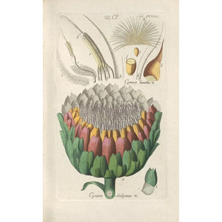 Christian Schkuhr - Botanisches Handbuch Pl19.webp