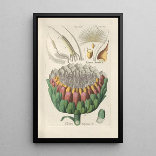 Christian Schkuhr - Botanisches Handbuch Pl19.webp