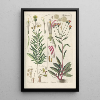Christian Schkuhr - Botanisches Handbuch Pl29.webp
